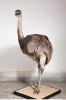 Emus body photo reference 0018